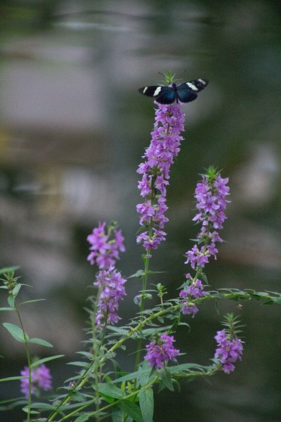 befluegelt - (c) m mueller.jpg